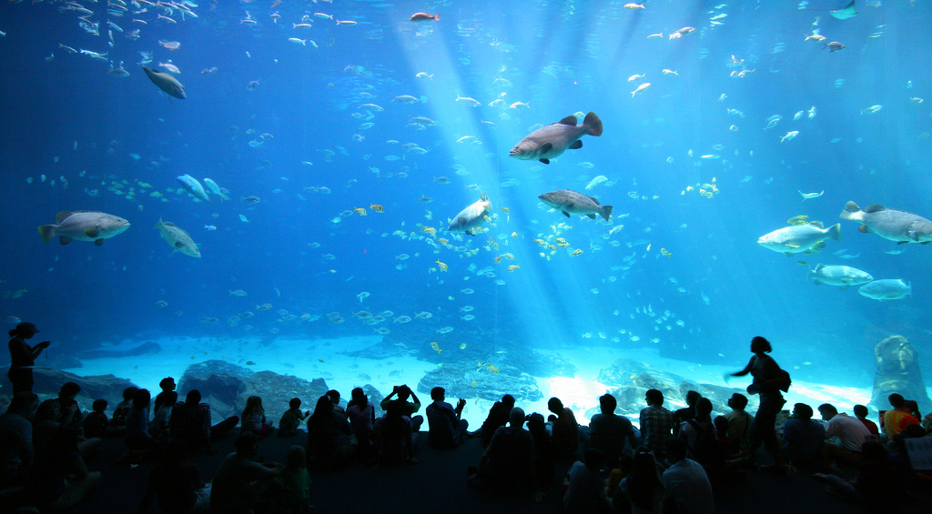 Georgia Aquarium